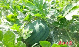 微脉圈免费吃瓜群,揭秘热门话题，畅享轻松娱乐时光