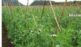 豌豆藤蔓爆料视频,揭秘幕后故事与精彩瞬间