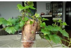 树叶最新爆料视频,独家内幕大公开！