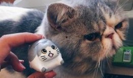 小猫咪闯天下爆料视频下载