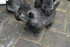 狼狗最新爆料网站大全图片,揭秘网络热点背后的真相