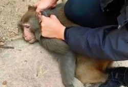 网红吃老汉瓜是谁啊,背后的故事与争议