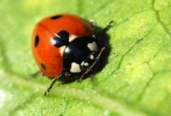 七星瓢虫爆料视频