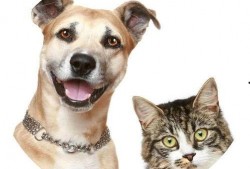 娱乐吃瓜酱宠物疫苗本,吃瓜酱带你全面了解宠物疫苗接种知识