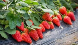 草莓农药爆料视频下载安装,揭秘种植过程中的潜在风险与应对措施