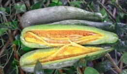 库尔勒吃瓜网红是谁啊,他是谁？