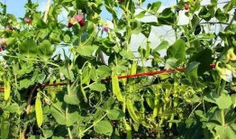 豌豆藤蔓爆料视频,揭秘幕后故事与精彩瞬间