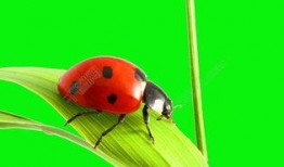 七星瓢虫爆料视频