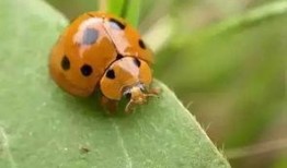 七星瓢虫爆料视频