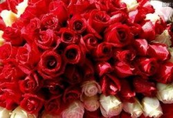 青岛玫瑰花爆料案件最新